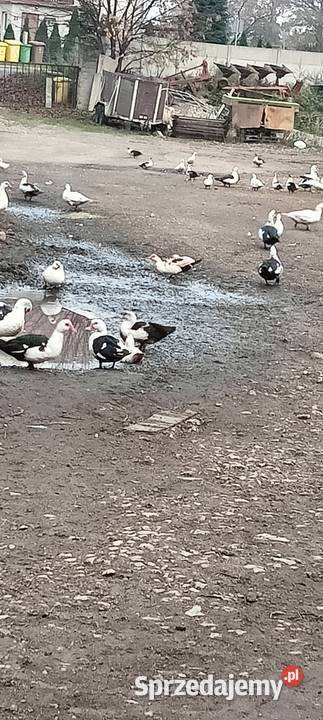 Sprzedam kaczki Francuskie dolnośląskie Bolesławiec