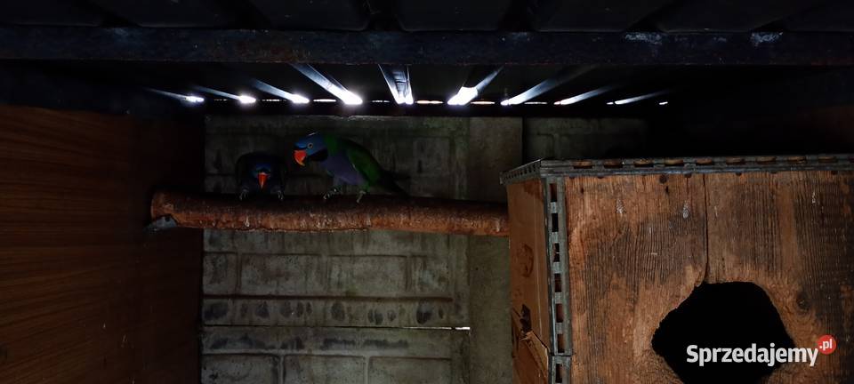 Aleksandretty chińskie samce 2023 DNA Modrolotki śląskie Rybnik