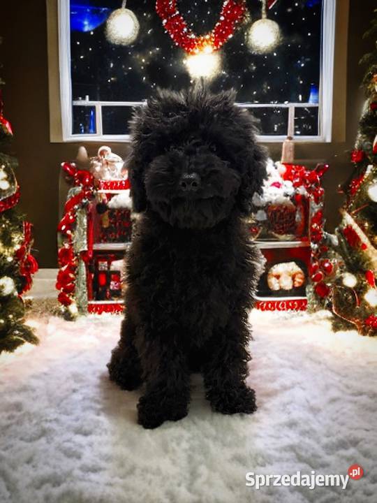 BAJKA Pudel miniaturowy sprzedam