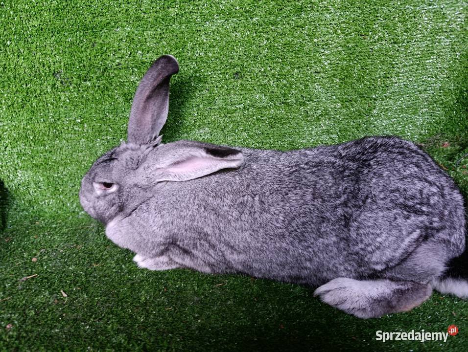 Samica mieszaniec Belga Więcbork