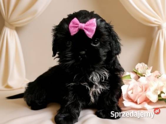 Suczka rasy ShihTzu szuka domku Kępno