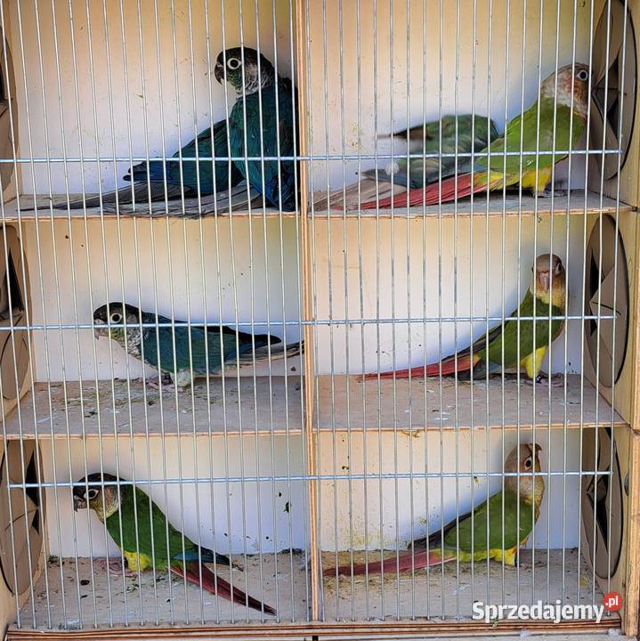 Papugi papużki faliste TCB Łask sprzedam