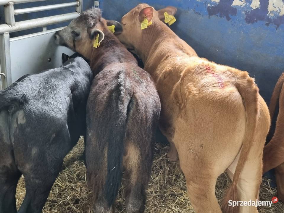 Byczki I jaloszki ras mięsnych 784 634 662 Siemiatycze