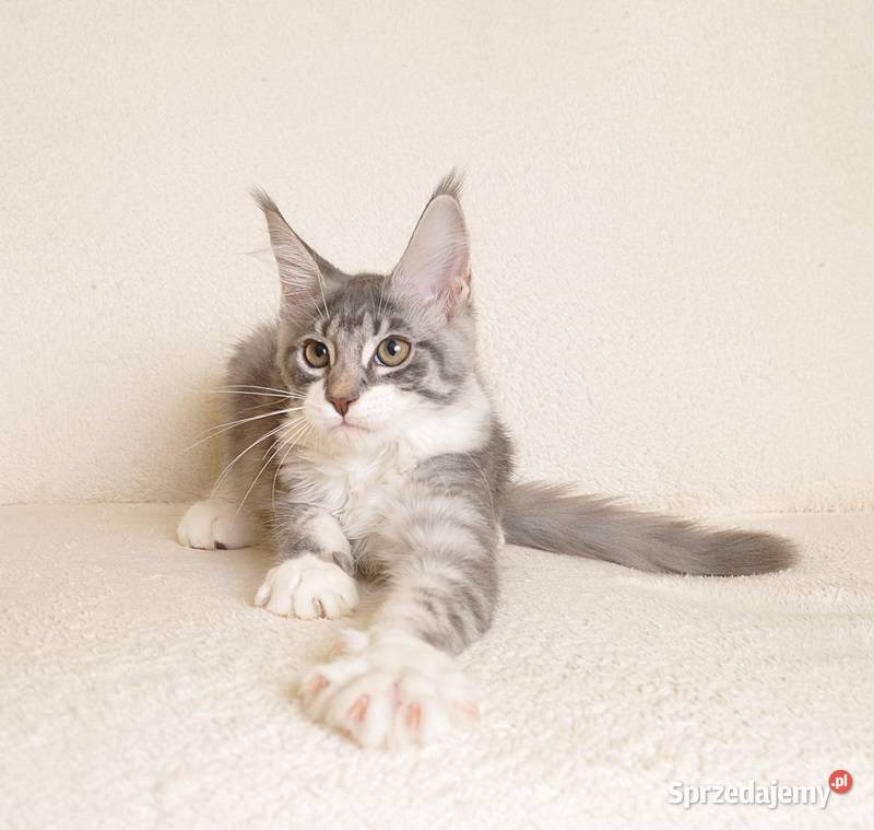 Przepiękna koteczka Maine Coon GOTOWA DO ODBIORU Białystok