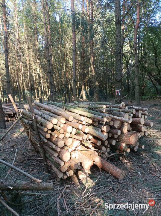 Drewno opałowe wałki 2m SOSNA ok 10 mp Czerwonak