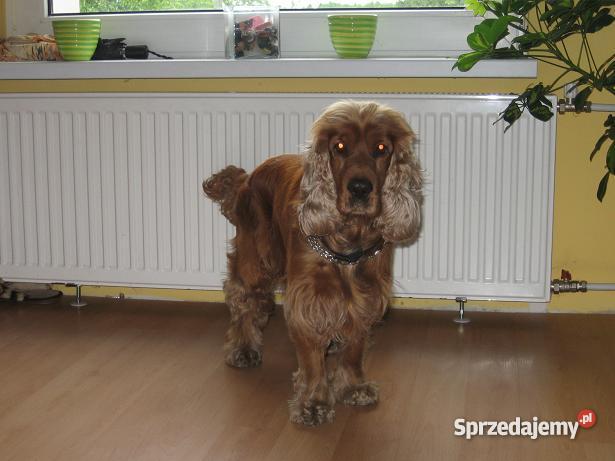 COCKER SPANIEL szczenięta Hodowla zarejestrowana kujawsko-pomorskie