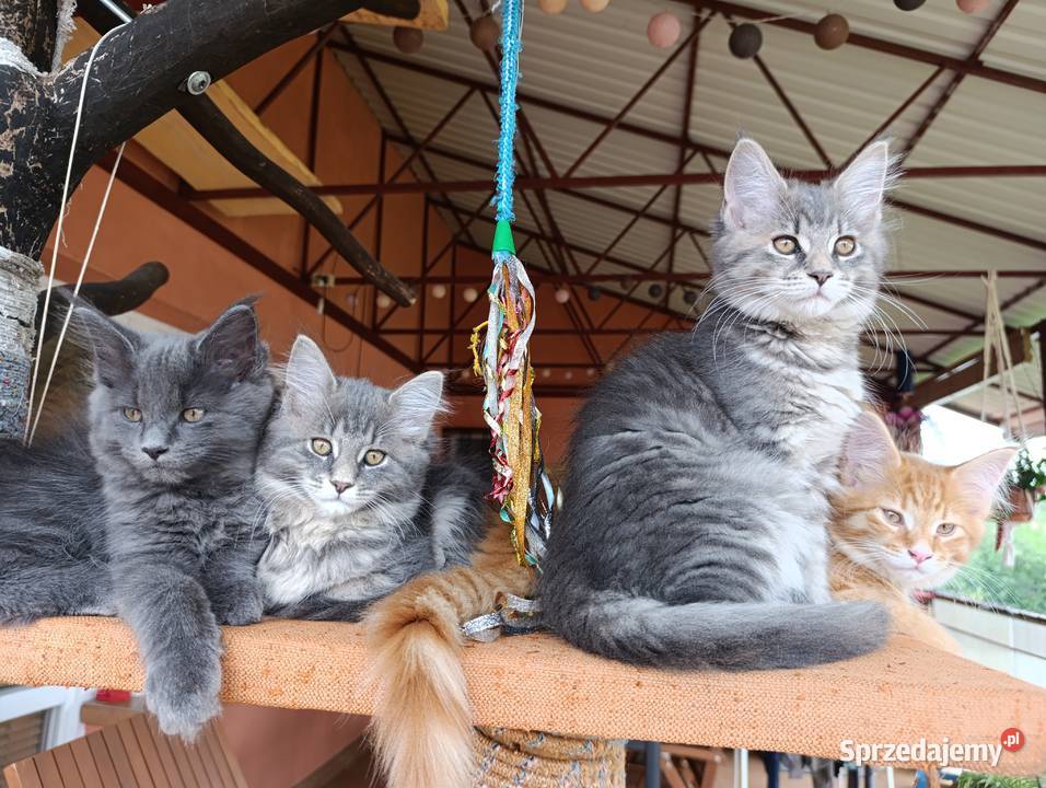 Maine coon kocięta Krasnystaw
