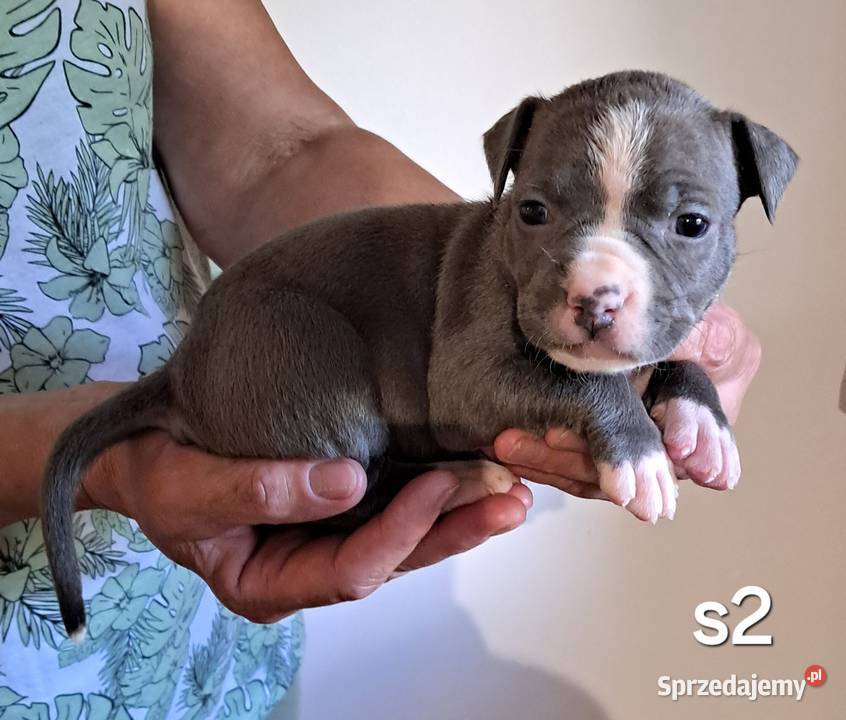 Amstaff ZKWP FCI BLUE śliczna suczka Koziegłowy sprzedam