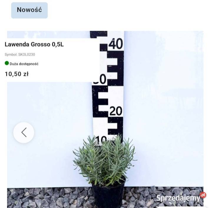 Jesienne promocje na roślinki Hortensje trawy Węgierska Górka