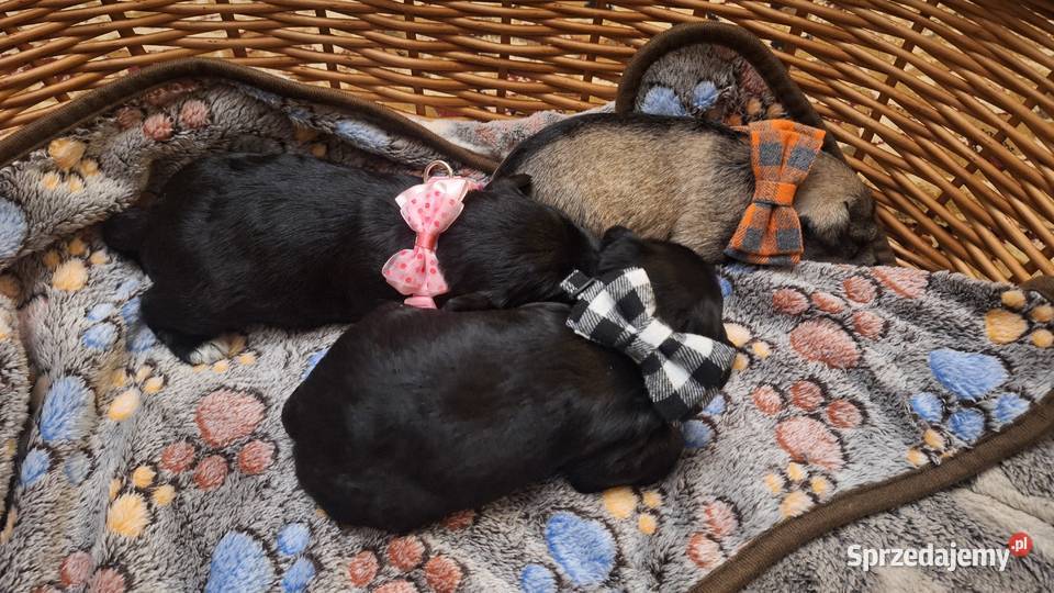 Cudny sznaucerek miniaturowy szczeniaczki czarne Sznaucer