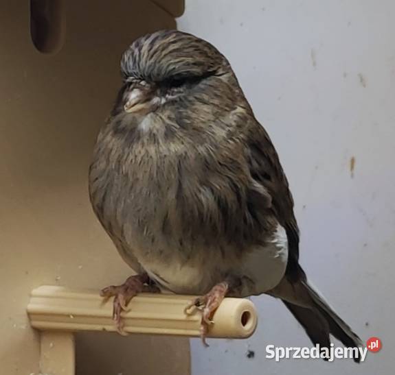 Kanarek kanarki glostery pary wielkopolskie Kępno