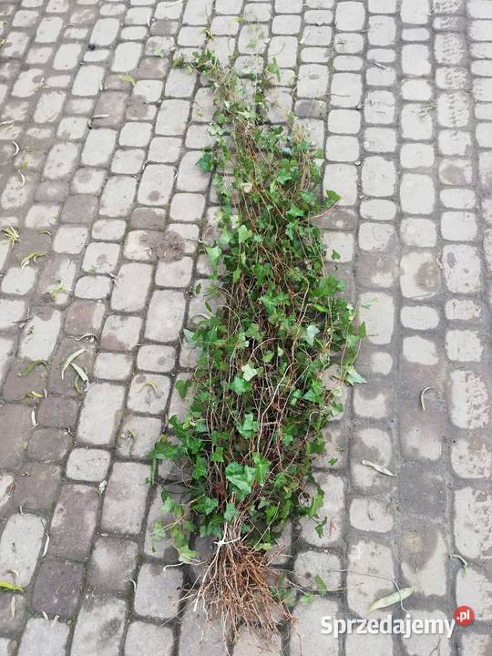 Bluszcz Hedera Helix roslina okrywowa na pergole Jasło