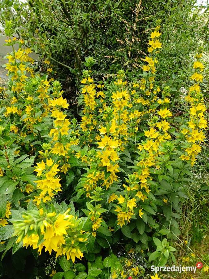 Tojeść kropkowana Nowy Sącz