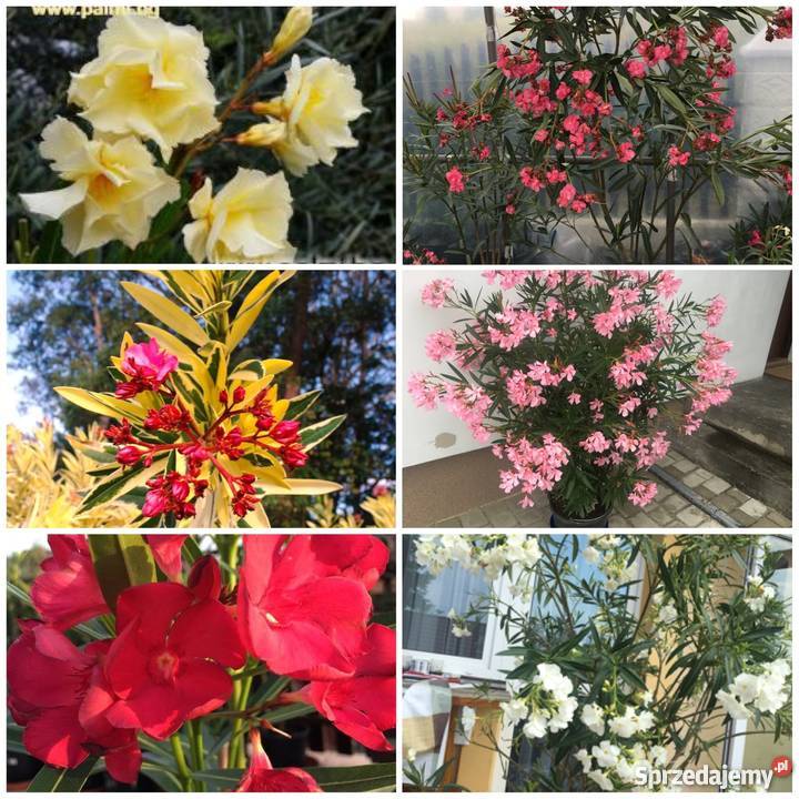 Oleander biały pachnący pełny na imieniny