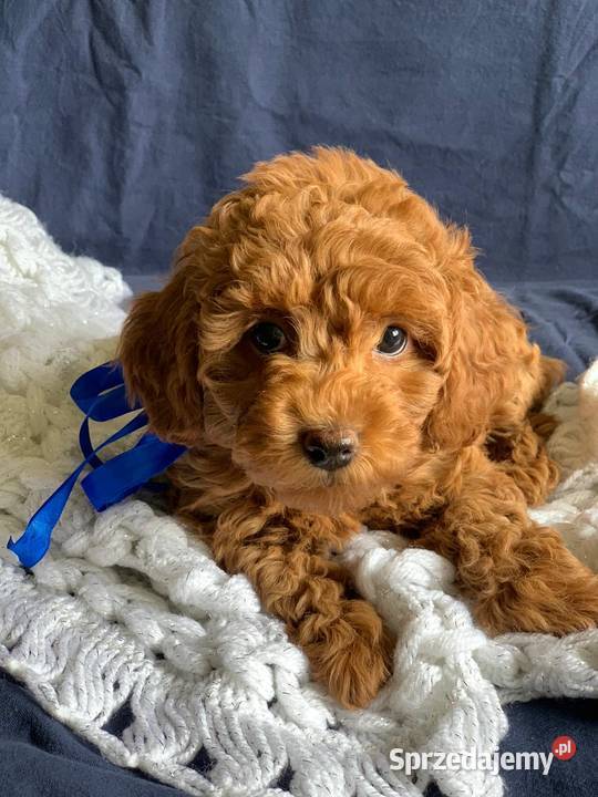 Pudel szczenięta dziewczęta z rodowodem Łódź