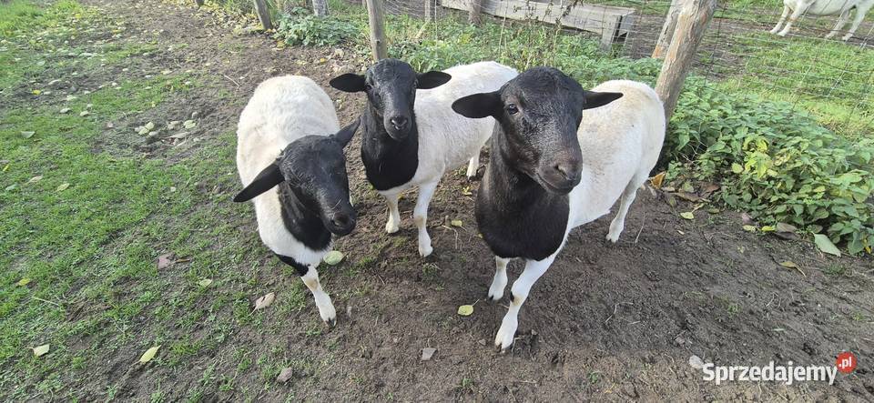 Baranek DORPER Tryk Jarek Owce baranki Cekcyn sprzedam