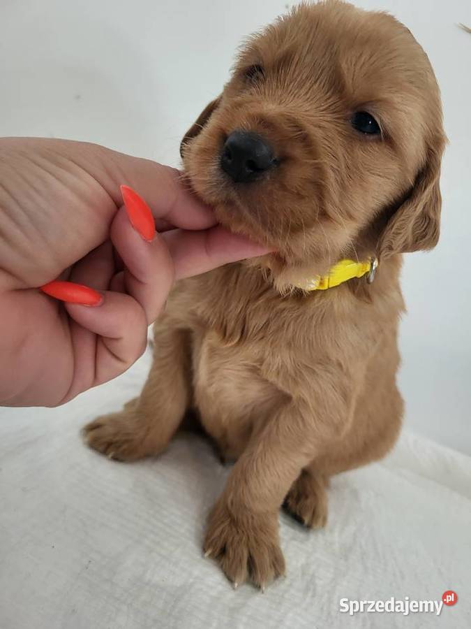 Chłopaki Golden retriever ciemno złote maluszki Poręba