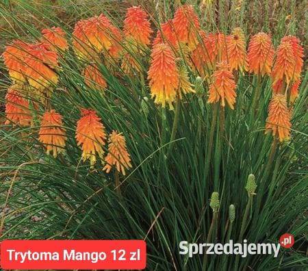 Trawy ozdobne byliny Rośliny ogrodowe