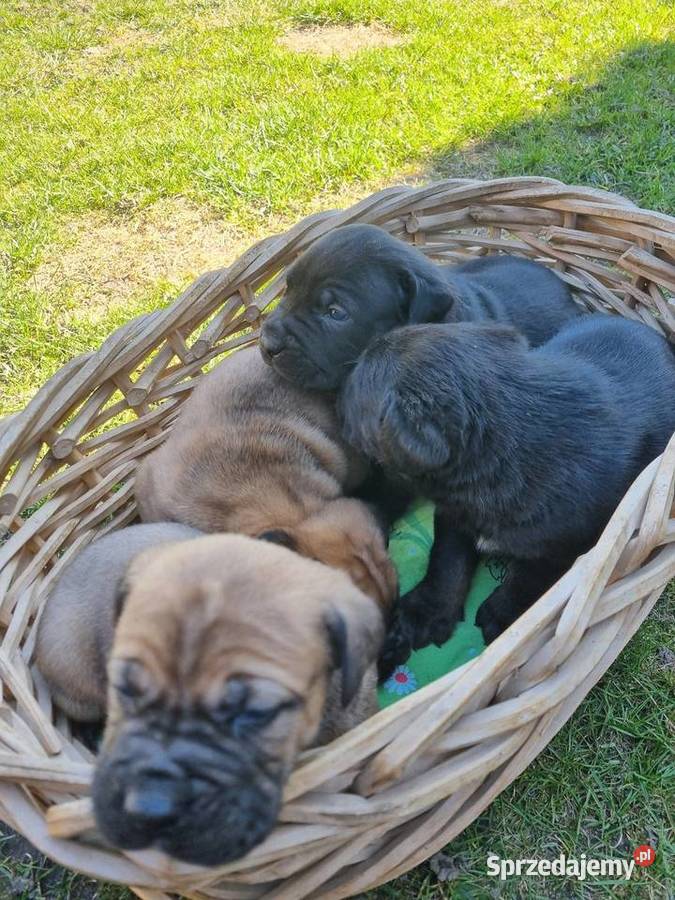 Cane Corso Lubartów