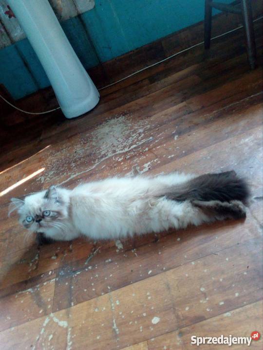 Sprzedam kocurka perskiego himalajskiego Szczecinek