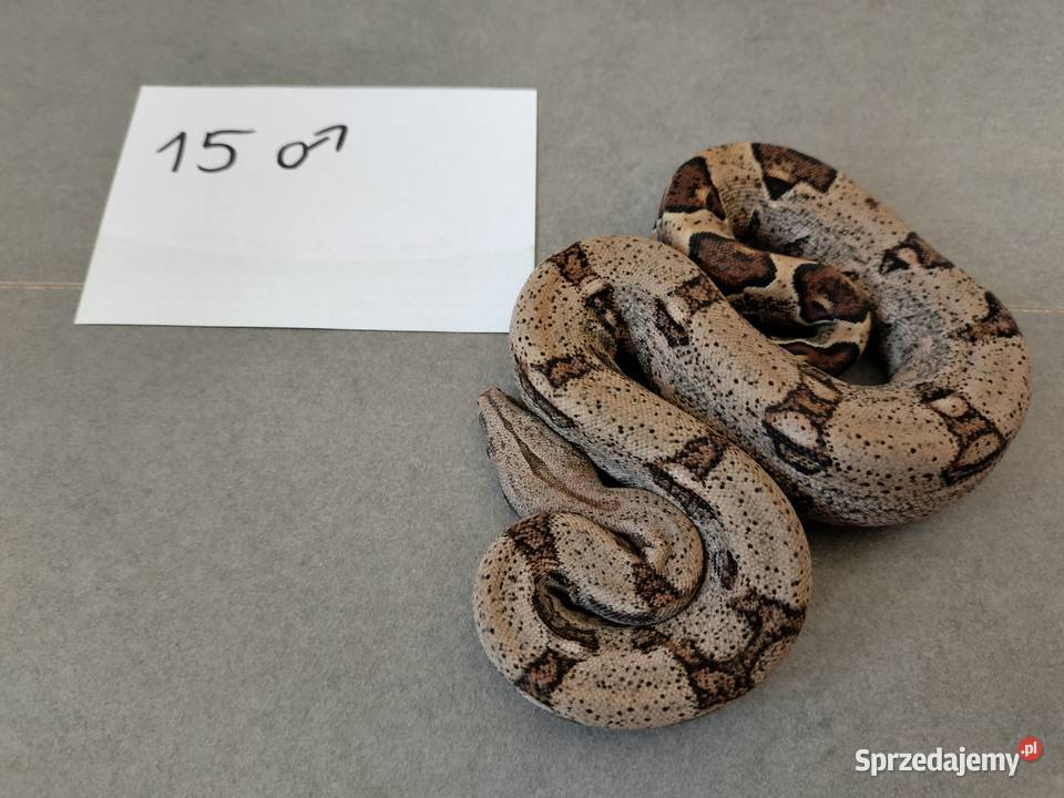 Młode boa cesarskie cb26 Połomia