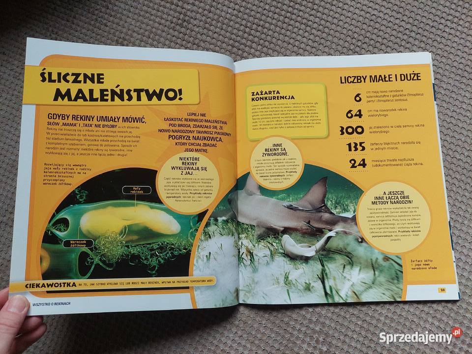National Geographic Kids Wszystko o rekinach Kraków
