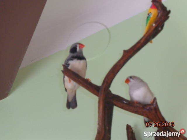 Zeberka Amadyny zebrowate Zeberki Grajewo