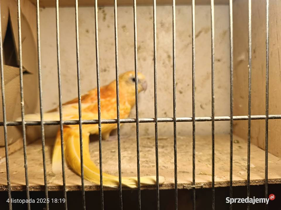 Dorosłe pary świergotek Rybnik