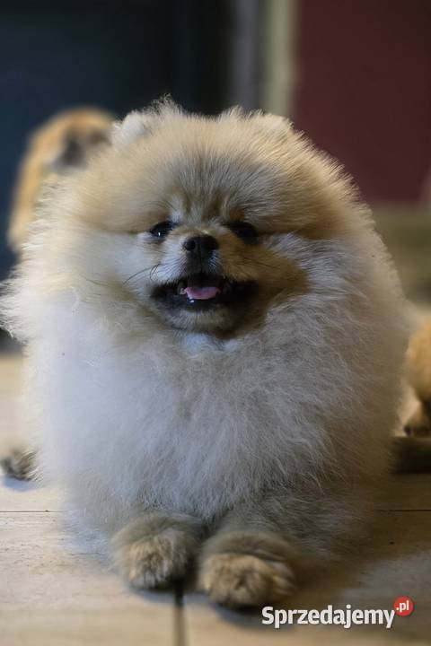 Pomeranian szpic miniaturowy zkwp FCI Piątkowisko