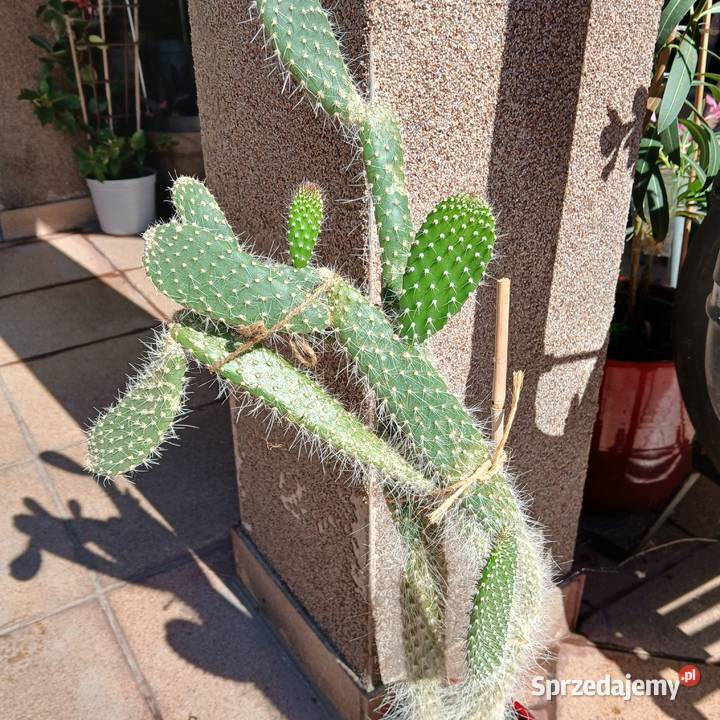 Kaktus wysoki 55 opuncja białowłosa Nowy Sącz