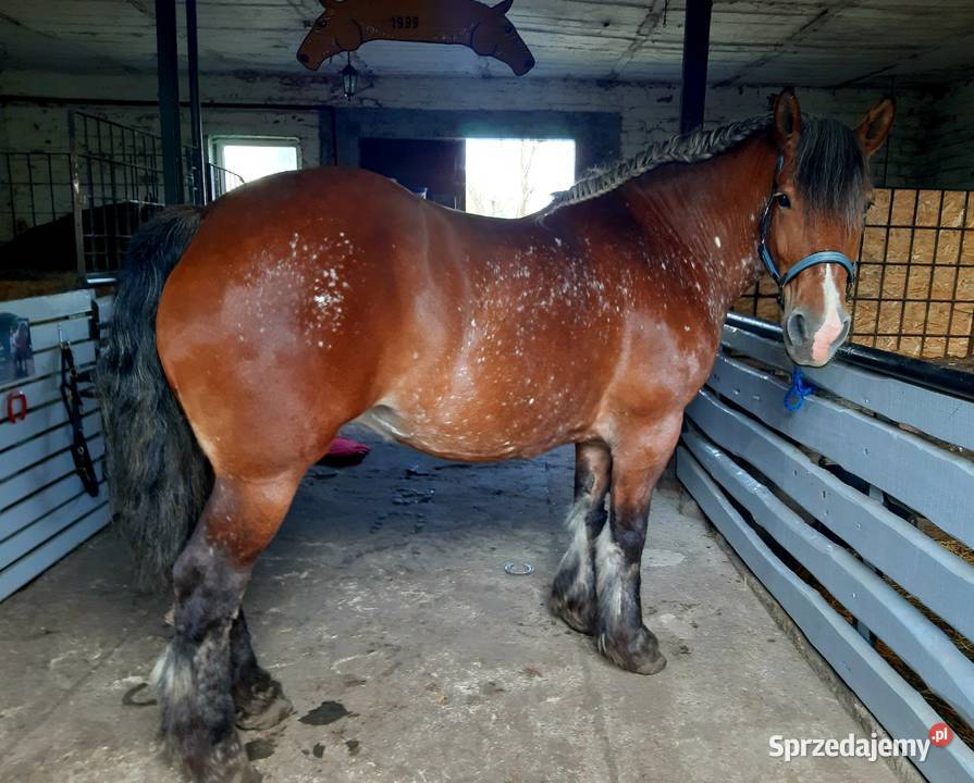 Sprzedam klacz sztumska Borkowo