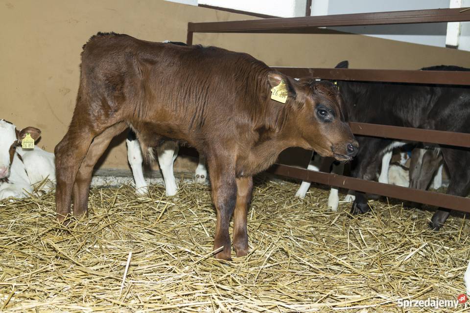 Cielaki mieszańce simental RW HO jałówki Dąbrowa Wielka