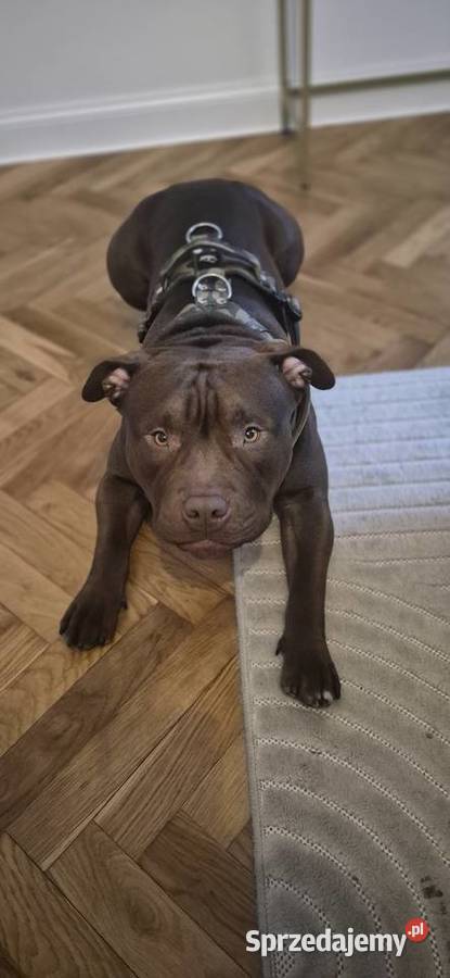 Krycie American Bully Standard Mielec