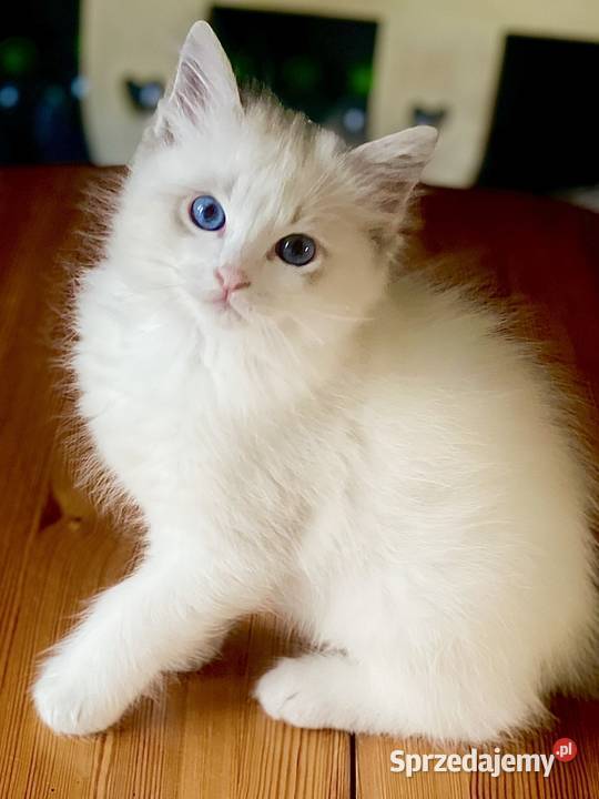 Kocurek Ragdoll DRACO Zwierzęta Częstochowa