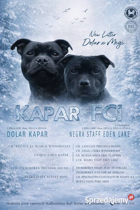 Staffik Staffirdshire Bull Terrier ZKwP