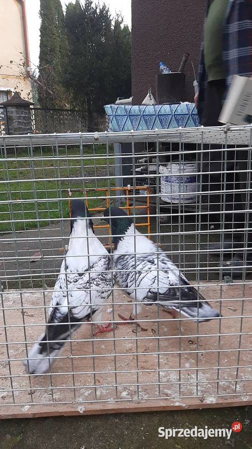 Para strasserów morawskich