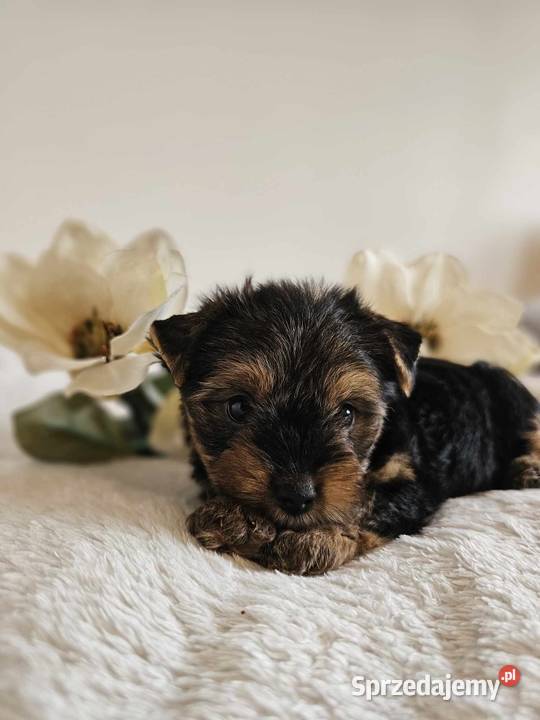 Piesek Yorkshire Terrier Z Wyprawka Chip Częstochowa