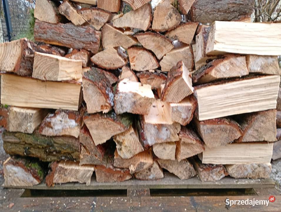 Sosna opałowa Siekierki Małe