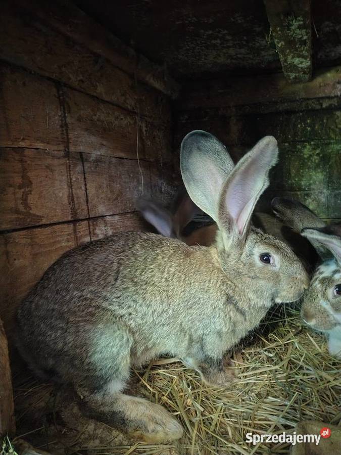 Sprzedam króliki mieszanka Belga samce i samice Hrubieszów