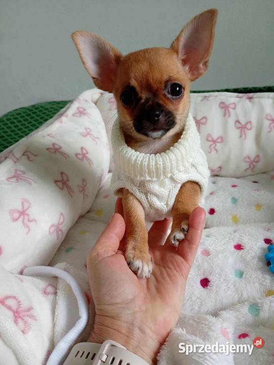 Biszkoptowa chihuahua Konin sprzedam