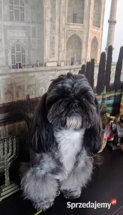 Reproduktor shih tzu z genem blue Zawiercie