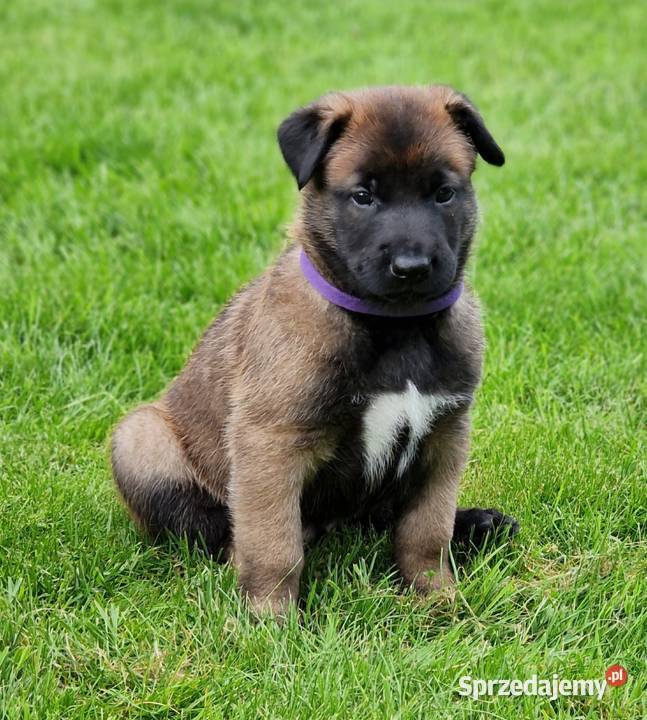 Owczarek belgijski Malinois FCI zapowiedz miotu Nowy Sącz