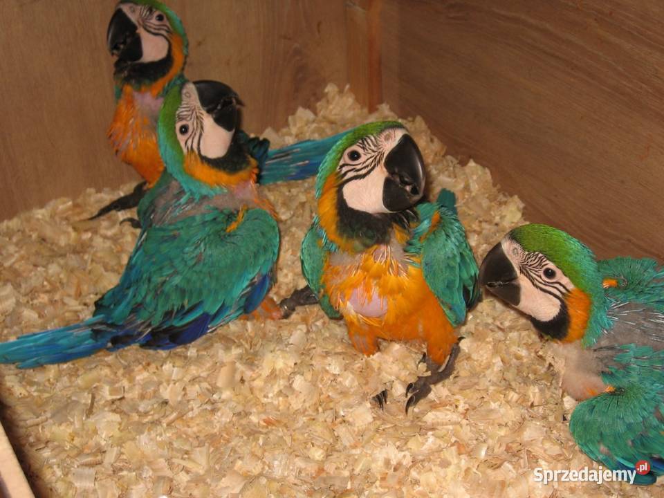 Ararauna oswojona ręcznie karmiona Paniówki