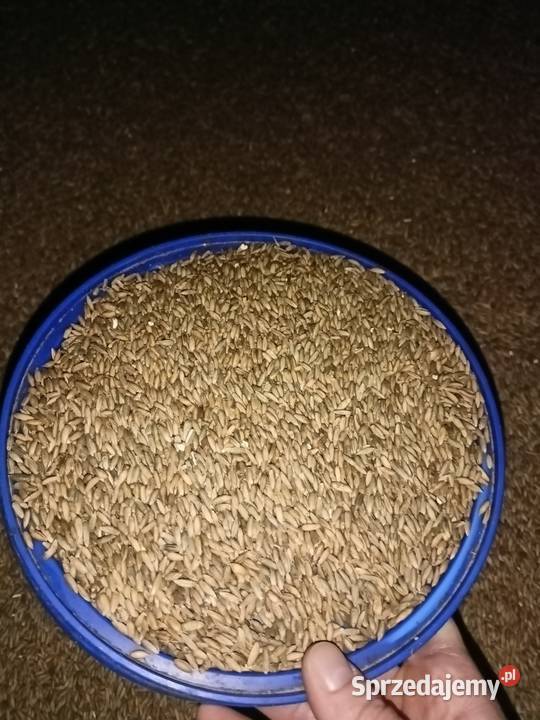 Sprzedam żyto