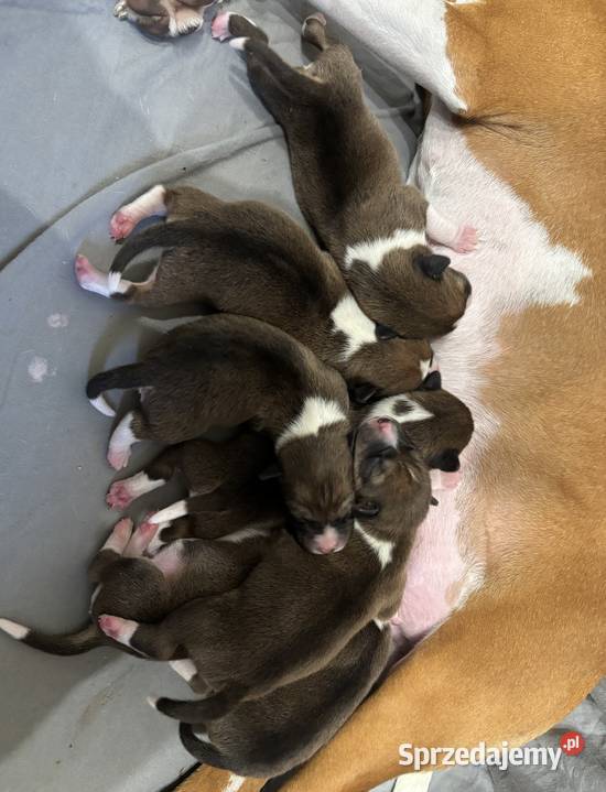 Szczenięta Basenji FCI Piotrków Kujawski