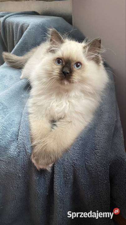 Małe kotki Ragdoll FPL śląskie Katowice sprzedam