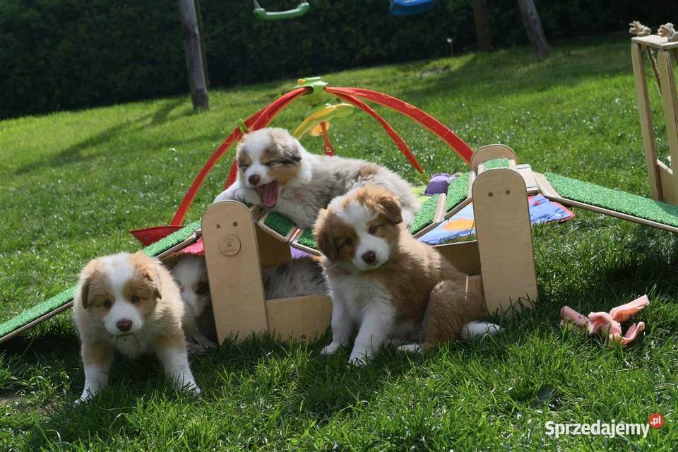Border Collie FCI zapowiedz 2026 Drawno