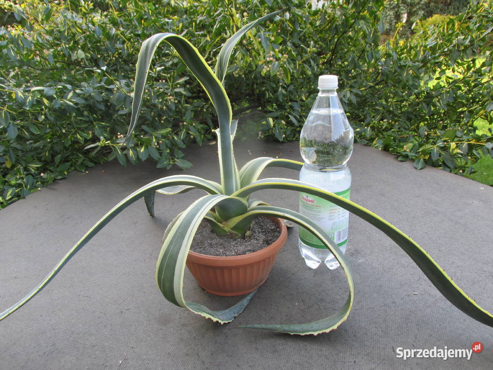 Odhodowana agawa z żółtymi brzegami agave Kraków