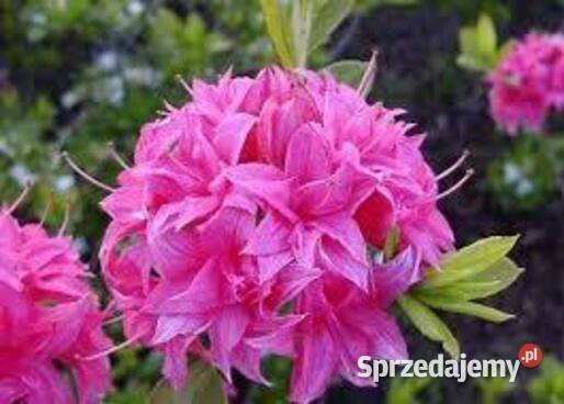 Azalia Wielkokwiatowa Różne Odmiany 4050 20 Ogród Anieliny sprzedam
