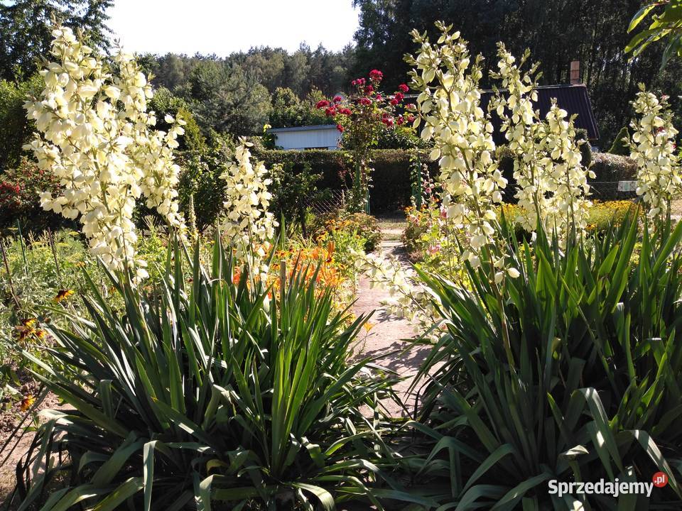 Ogródek działkowy działka rekreacyjna ROD Wiarus lubuskie Wilkanowo